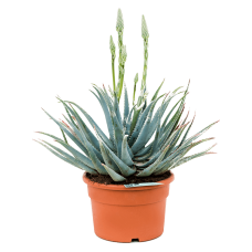 Aloe hybride 'Cuba'