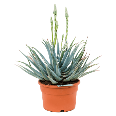 Растение горшечное Алоэ/Aloe hybride 'Cuba'
