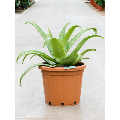 Растение горшечное Алоэ/Aloe maculata