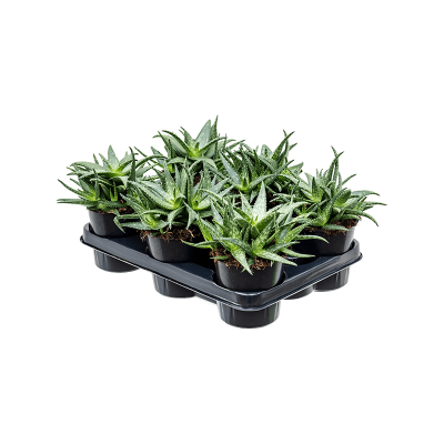 Растение горшечное Алоэ/Aloe 'Mint Stripes' 6/tray