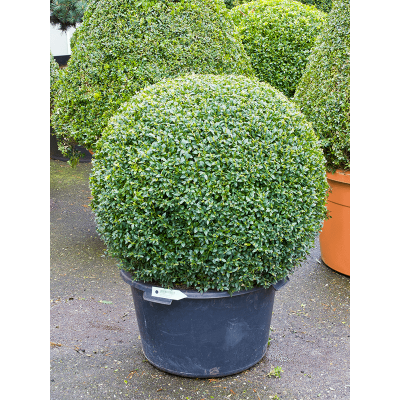 Растение горшечное Самшит/Buxus sempervirens