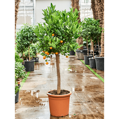 Растение горшечное Цитрофортунелла/Citrus (Citrofortunella) calamondin