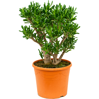 Растение горшечное Крассула/Crassula ovata 'Gollum'