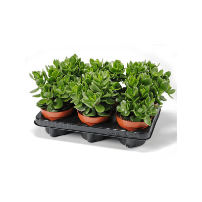Растение горшечное Крассула/Crassula ovata 'Hulk' 6/tray