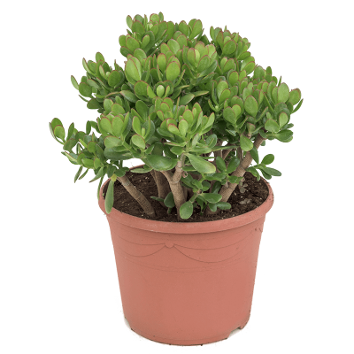 Растение горшечное Крассула/Crassula ovata