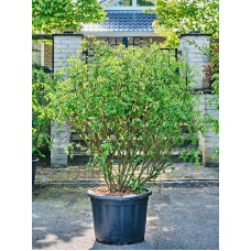 Euonymus alatus