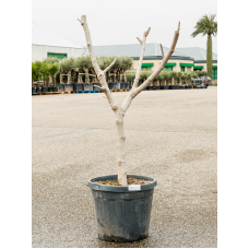 Ficus carica