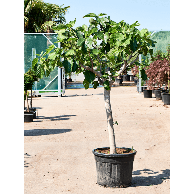 Растение горшечное Фикус/Ficus carica (190-250)