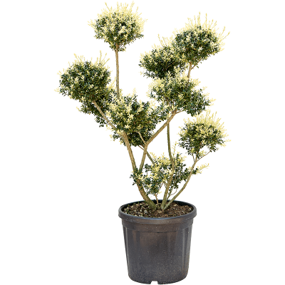 Растение горшечное Падуб городчатый/Ilex crenata (70-90)