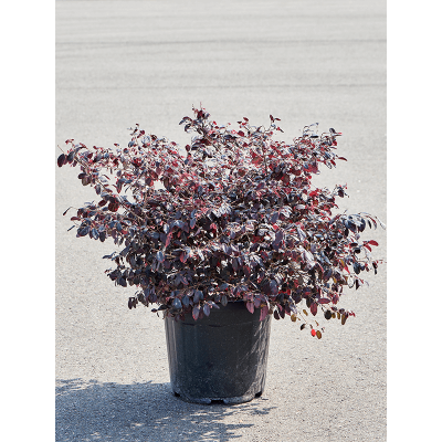 Растение горшечное Лоропеталум/Loropetalum chinense 'Ever Red'