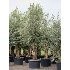 Olea europaea (220-280)