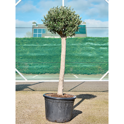 Растение горшечное Олива/Olea europaea (170-200)