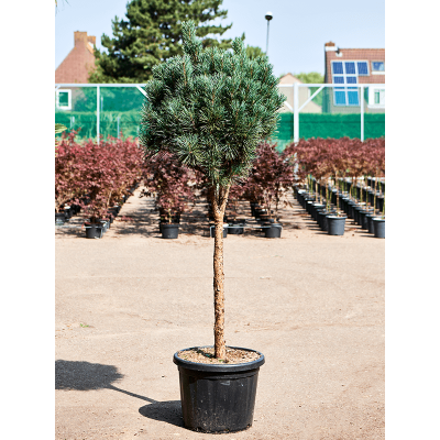 Растение горшечное Сосна/Pinus sylvestris 'Glauca' (170-190)