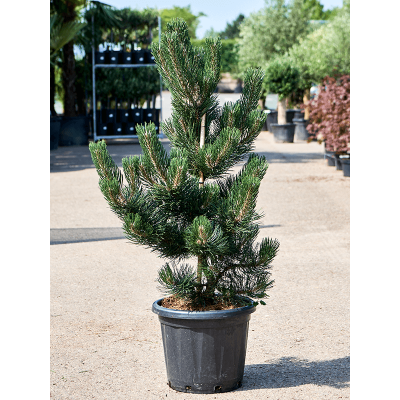 Растение горшечное Сосна/Pinus nigra 'Oregon Green'