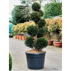 Taxus baccata (180-200)