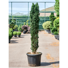 Taxus baccata 'Fastigiata Robusta'