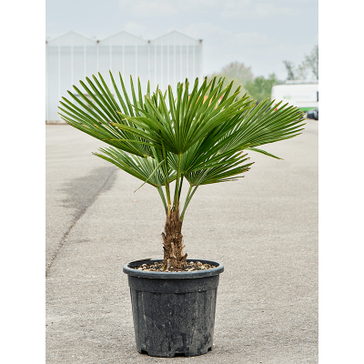 Растение горшечное Трахикарпус/Trachycarpus fortunei (90-120)