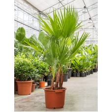 Washingtonia robusta