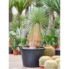 Yucca linearifolia