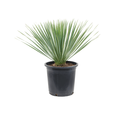 Растение горшечное Юкка/Yucca rostrata