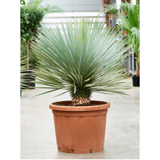 Yucca rostrata (100-110)