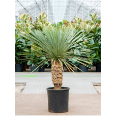 Yucca rostrata