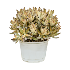 Kalanchoe tomentosa