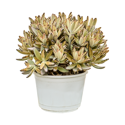 Растение горшечное Каланхое/Kalanchoe tomentosa