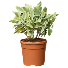 Kalanchoe beharensis 'Oak Leaf'