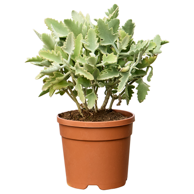 Растение горшечное Каланхое/Kalanchoe beharensis 'Oak Leaf'