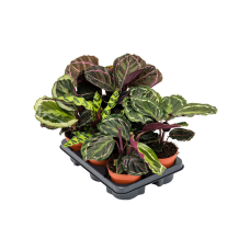 Calathea mix 6/tray