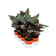 Calathea ornata 8/tray