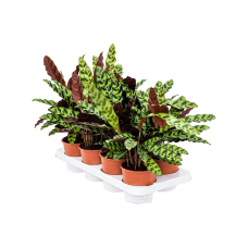 Calathea insignis 8/tray