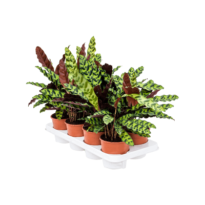 Растение горшечное Калатея/Calathea insignis 8/tray