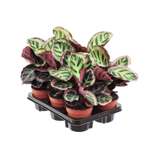 Calathea rosea-picta var. illustris 6/tray