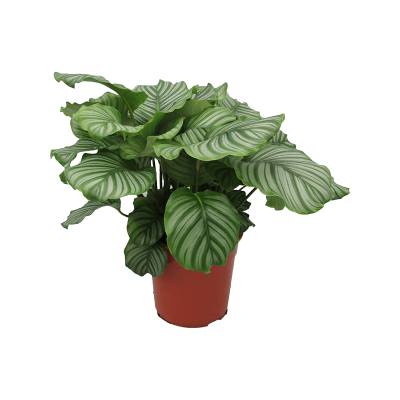 Растение горшечное Калатея/Calathea orbifolia