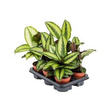 Calathea 'Beauty Star' 6/tray