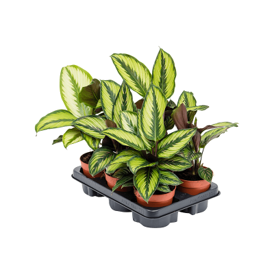 Растение горшечное Калатея/Calathea 'Beauty Star' 6/tray