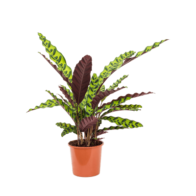 Растение горшечное Калатея/Calathea insignis