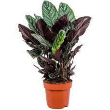 Calathea sanderiana