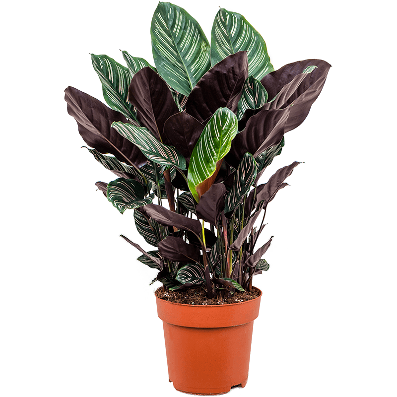 Растение горшечное /Calathea sanderiana купить в онлайн-магазине Plants&Pots с д