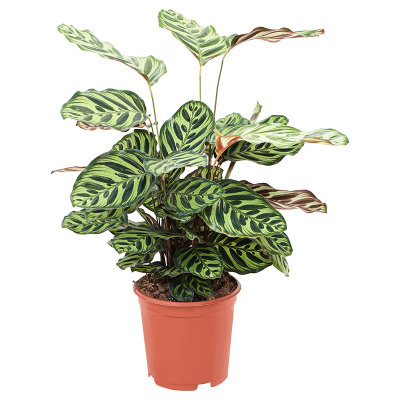 Растение горшечное Калатея/Calathea makoyana