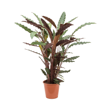 Calathea rufibarba 'Wavestar'