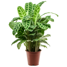 Calathea zebrina