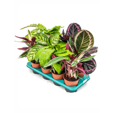 Calathea mix 8/tray