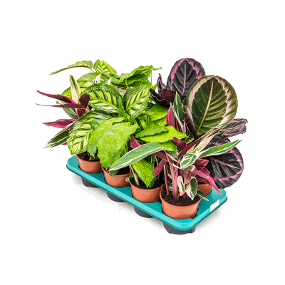 Растение горшечное Калатея/Calathea mix 8/tray