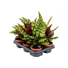 Calathea insignis 6/tray