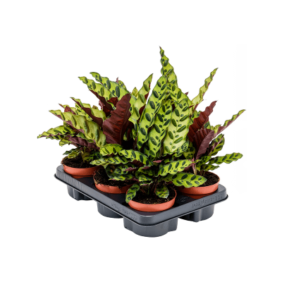 Растение горшечное Калатея/Calathea insignis 6/tray