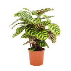 Calathea makoyana