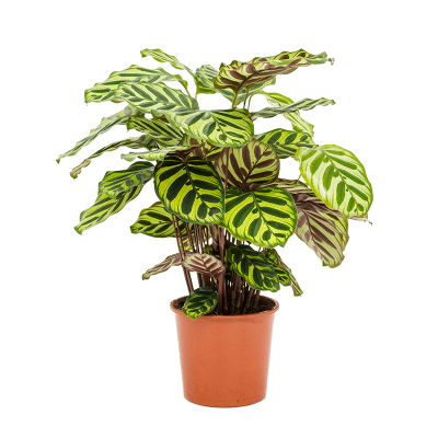 Растение горшечное Калатея/Calathea makoyana